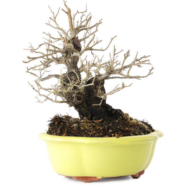 Diospyros kaki, 18 cm, ± 30 Jahre alt, mit einem Nebari von 7 cm