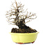 Diospyros kaki, 18 cm, ± 30 jaar oud, met een nebari van 7 cm