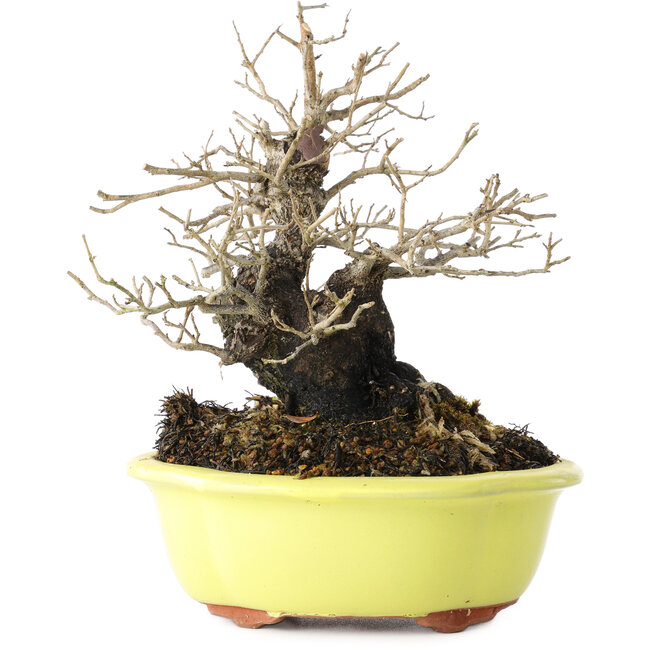 Diospyros kaki, 18 cm, ± 30 Jahre alt, mit einem Nebari von 7 cm