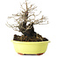 Diospyros kaki, 18 cm, ± 30 jaar oud, met een nebari van 7 cm