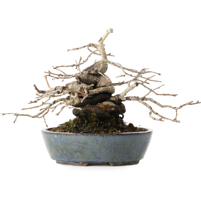Diospyros kaki, 15,5 cm, ± 30 ans, avec une forme de shohin étonnante et un tronc épais