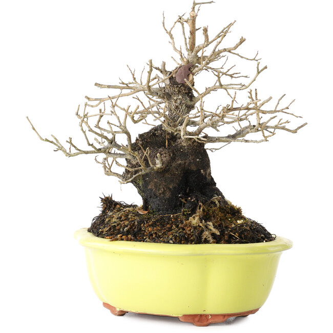 Diospyros kaki, 18 cm, ± 30 ans, avec un nebari de 7 cm