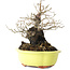 Diospyros kaki, 18 cm, ± 30 jaar oud, met een nebari van 7 cm