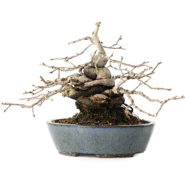 Diospyros kaki, 15,5 cm, ± 30 Jahre alt, mit einer erstaunlichen Shohin-Form und dickem Stamm