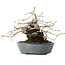 Diospyros kaki, 15,5 cm, ± 30 anni, con una sorprendente forma shohin e tronco spesso