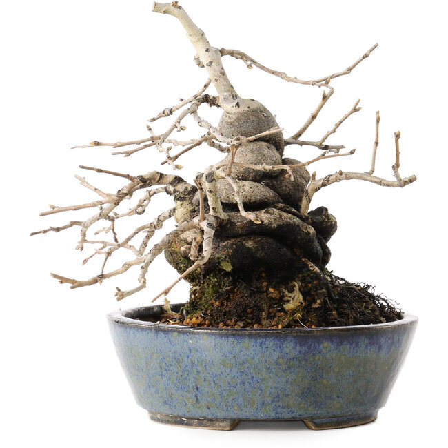 Diospyros kaki, 15,5 cm, ± 30 ans, avec une forme de shohin étonnante et un tronc épais