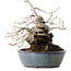 Diospyros kaki, 15,5 cm, ± 30 anni, con una sorprendente forma shohin e tronco spesso