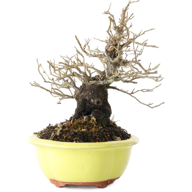 Diospyros kaki, 18 cm, ± 30 years old, with a nebari of 7 cm