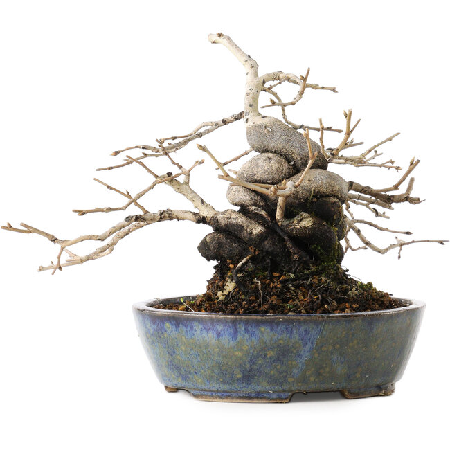 Diospyros kaki, 15,5 cm, ± 30 Jahre alt, mit einer erstaunlichen Shohin-Form und dickem Stamm