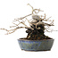 Diospyros kaki, 15,5 cm, ± 30 ans, avec une forme de shohin étonnante et un tronc épais