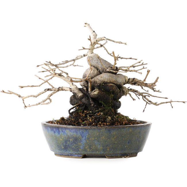 Diospyros kaki, 15,5 cm, ± 30 Jahre alt, mit einer erstaunlichen Shohin-Form und dickem Stamm