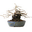 Diospyros kaki, 15,5 cm, ± 30 years old, with an amazing shohin shape and thick trunk