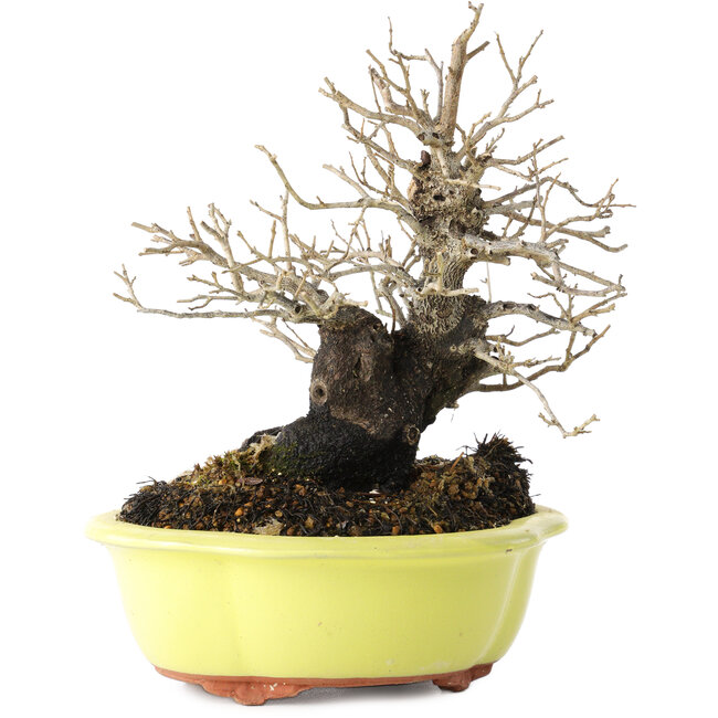 Diospyros kaki, 18 cm, ± 30 years old, with a nebari of 7 cm