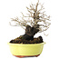 Diospyros kaki, 18 cm, ± 30 jaar oud, met een nebari van 7 cm