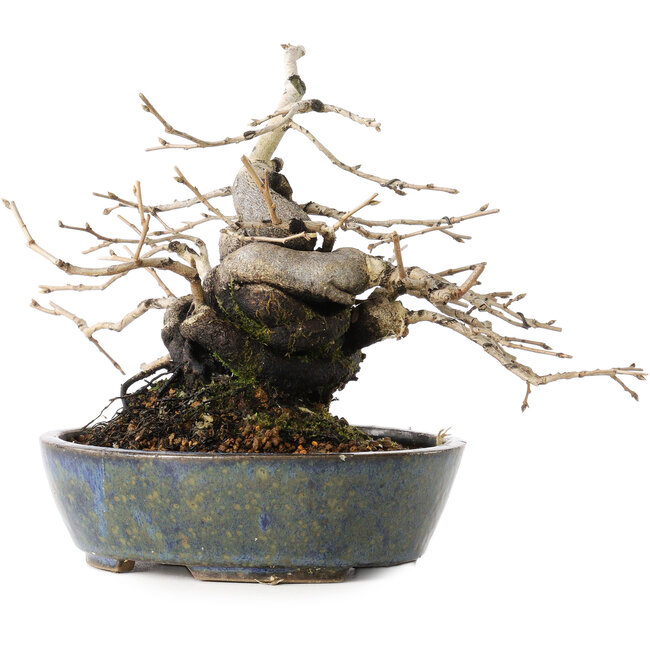 Diospyros kaki, 15,5 cm, ± 30 ans, avec une forme de shohin étonnante et un tronc épais