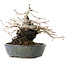 Diospyros kaki, 15,5 cm, ± 30 anni, con una sorprendente forma shohin e tronco spesso