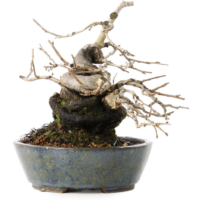 Diospyros kaki, 15,5 cm, ± 30 jaar oud, met een verbazingwekkende shohin-vorm en dikke stam