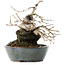Diospyros kaki, 15,5 cm, ± 30 anni, con una sorprendente forma shohin e tronco spesso
