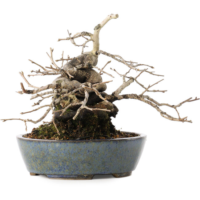 Diospyros kaki, 15,5 cm, ± 30 ans, avec une forme de shohin étonnante et un tronc épais