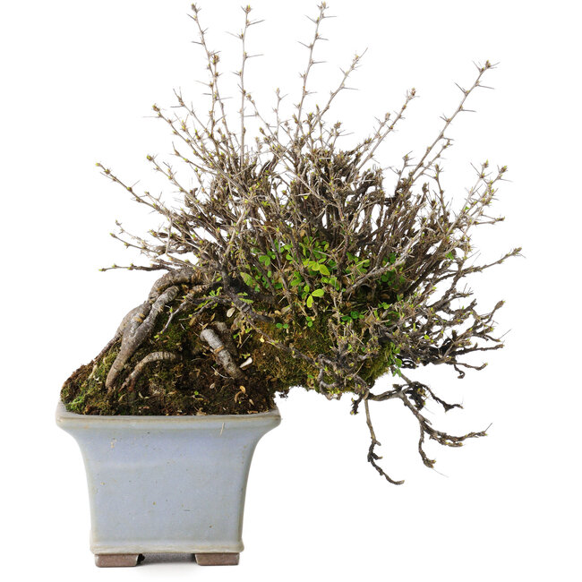 Caragana chamagu lam (kinjakuka), 18 cm, ± 30 ans, dans un pot japonais fait main par Yamaaki