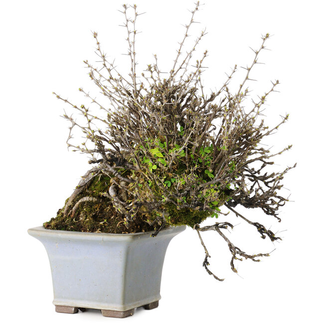 Caragana chamagu lam (kinjakuka), 18 cm, ± 30 years old, in a handmade Japanese pot by Yamaaki