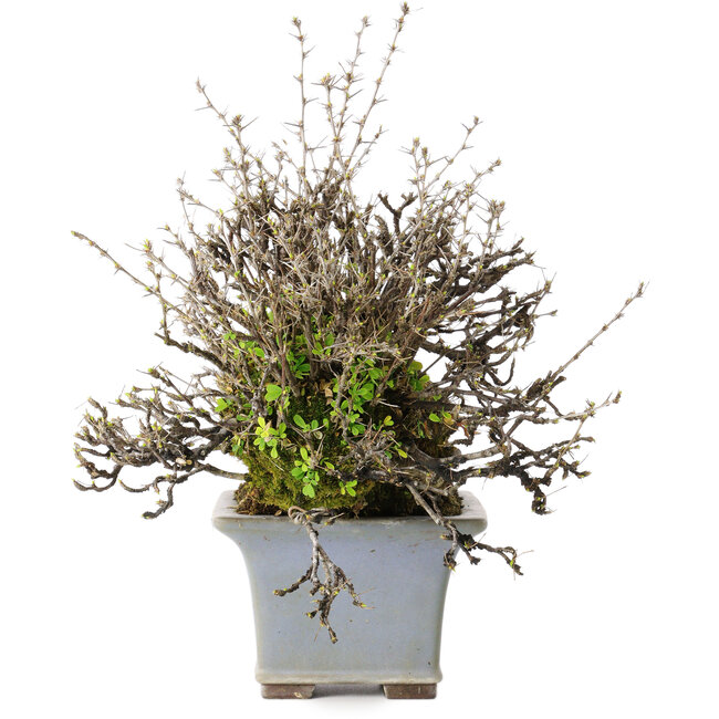 Caragana chamagu lam (kinjakuka), 18 cm, circa 30 anni, in un vaso giapponese fatto a mano da Yamaaki