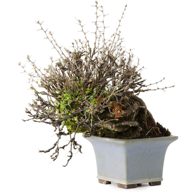 Caragana chamagu lam (kinjakuka), 18 cm, ± 30 ans, dans un pot japonais fait main par Yamaaki