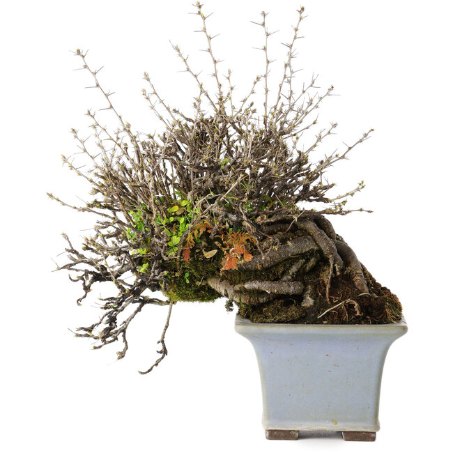 Caragana chamagu lam (kinjakuka), 18 cm, ± 30 years old, in a handmade Japanese pot by Yamaaki