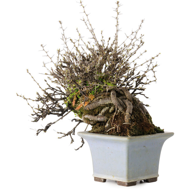 Caragana chamagu lam (kinjakuka), 18 cm, ± 30 ans, dans un pot japonais fait main par Yamaaki