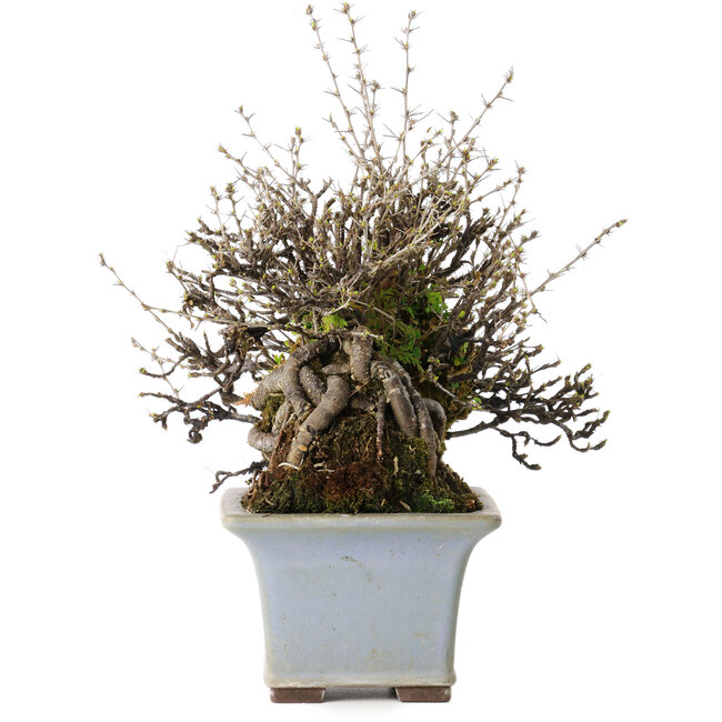 Caragana chamagu lam (kinjakuka), 18 cm, circa 30 anni, in un vaso giapponese fatto a mano da Yamaaki