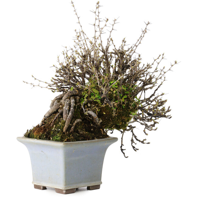 Caragana chamagu lam (kinjakuka), 18 cm, ± 30 ans, dans un pot japonais fait main par Yamaaki
