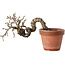 Caragana chamagu lam (kinjakuka), 21 cm, ± 15 jaar oud
