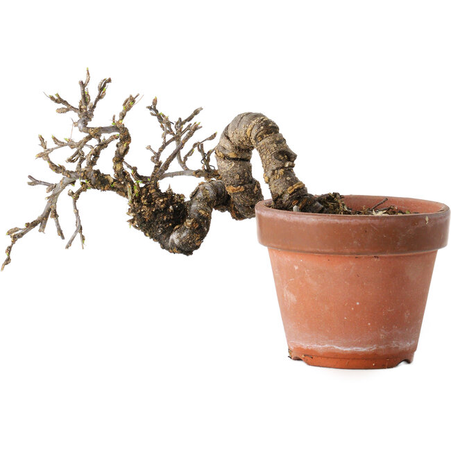 Caragana chamagu lam (kinjakuka), 21 cm, ± 15 jaar oud