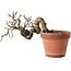 Caragana chamagu lam (kinjakuka), 21 cm, ± 15 jaar oud