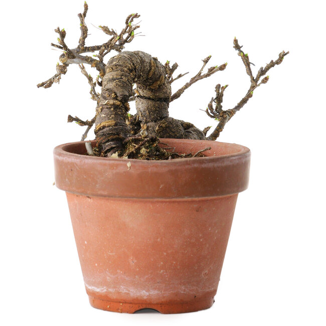 Caragana chamagu lam (kinjakuka), 21 cm, ± 15 años