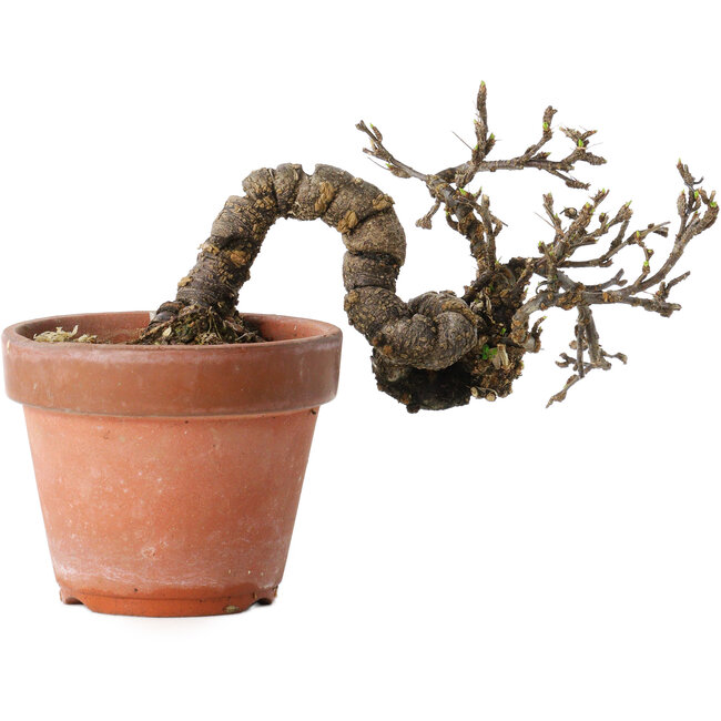 Caragana chamagu lam (kinjakuka), 21 cm, ± 15 jaar oud