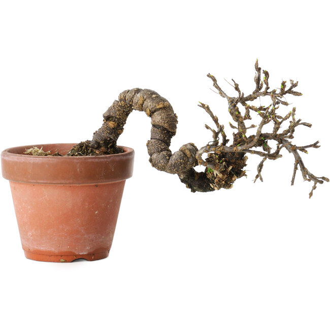 Caragana chamagu lam (kinjakuka), 21 cm, ± 15 anni