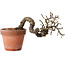 Caragana chamagu lam (kinjakuka), 21 cm, ± 15 jaar oud