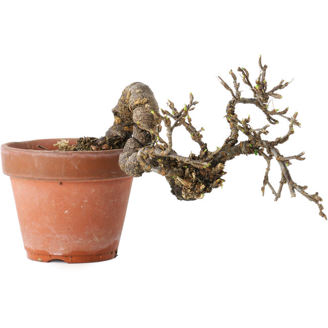 Caragana chamagu lam (kinjakuka), 21 cm, ± 15 años