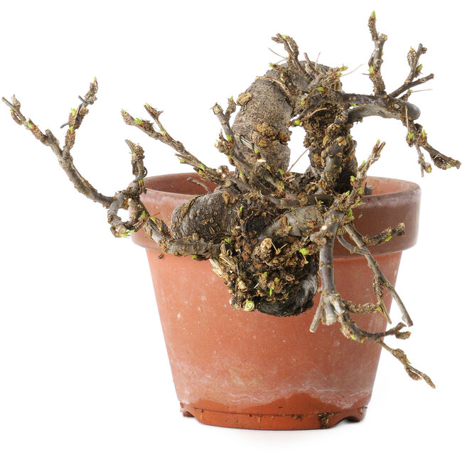 Caragana chamagu lam (kinjakuka), 21 cm, ± 15 jaar oud