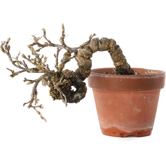 Caragana chamagu lam (kinjakuka), 21 cm, ± 15 años