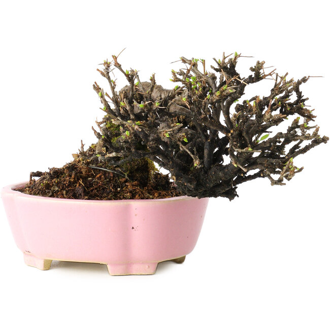 Caragana chamagu lam (kinjakuka), 12 cm, ± 20 years old, in a handmade Japanese pot by Shibakatsu, with a nebari of 6 cm