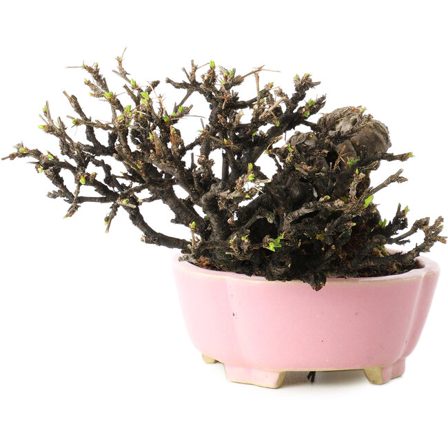 Caragana chamagu lam (kinjakuka), 12 cm, ± 20 years old, in a handmade Japanese pot by Shibakatsu, with a nebari of 6 cm
