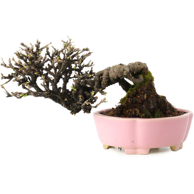 Caragana chamagu lam (kinjakuka), 12 cm, ± 20 years old, in a handmade Japanese pot by Shibakatsu, with a nebari of 6 cm