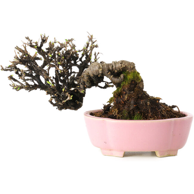 Caragana chamagu lam (kinjakuka), 12 cm, ± 20 ans, dans un pot japonais fait main par Shibakatsu, avec un nebari de 6 cm
