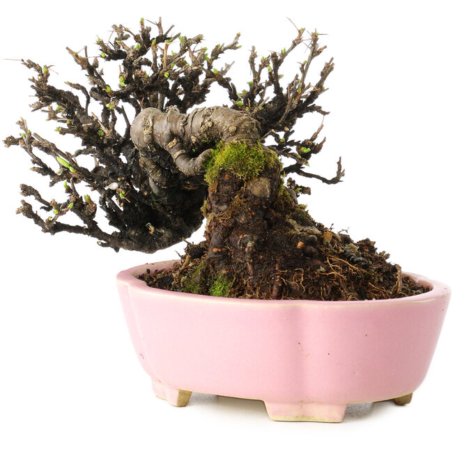 Caragana chamagu lam (kinjakuka), 12 cm, ± 20 years old, in a handmade Japanese pot by Shibakatsu, with a nebari of 6 cm