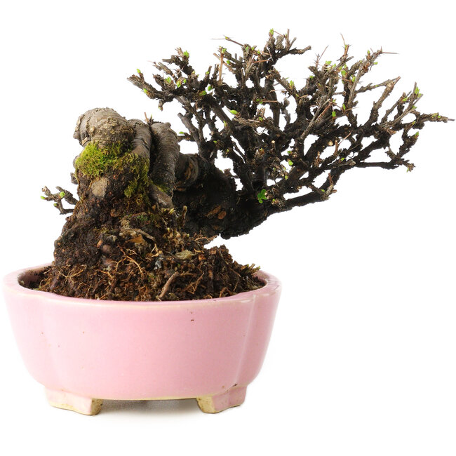Caragana chamagu lam (kinjakuka), 12 cm, ± 20 ans, dans un pot japonais fait main par Shibakatsu, avec un nebari de 6 cm