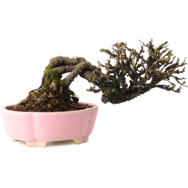 Caragana chamagu lam (kinjakuka), 12 cm, ± 20 años de antigüedad, en una maceta japonesa hecha a mano por Shibakatsu, con un nebari de 6 cm