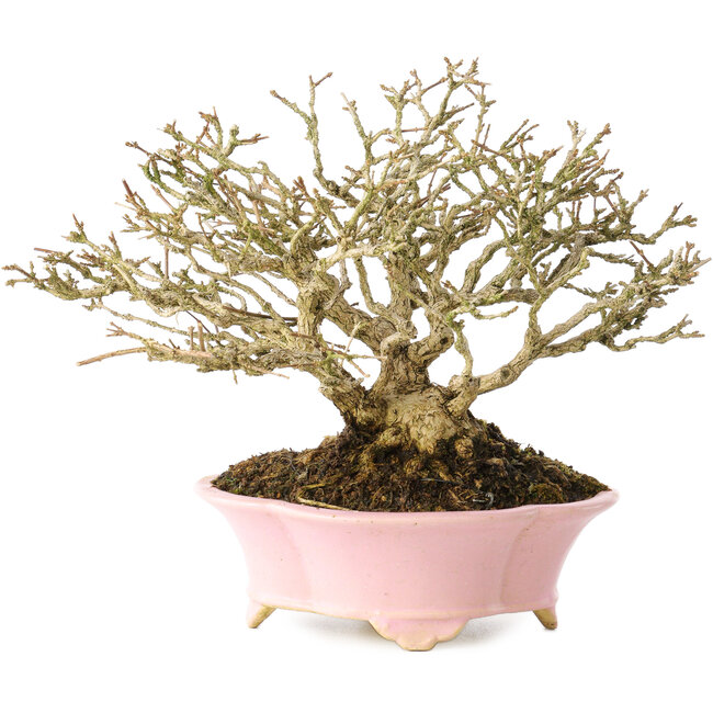 Premna japonica, 16 cm, ± 25 jaar oud, in een handgemaakte Japanse pot van Shibakatsu, met een nebari van 9 cm