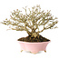 Premna japonica, 16 cm, ± 25 jaar oud, in een handgemaakte Japanse pot van Shibakatsu, met een nebari van 9 cm